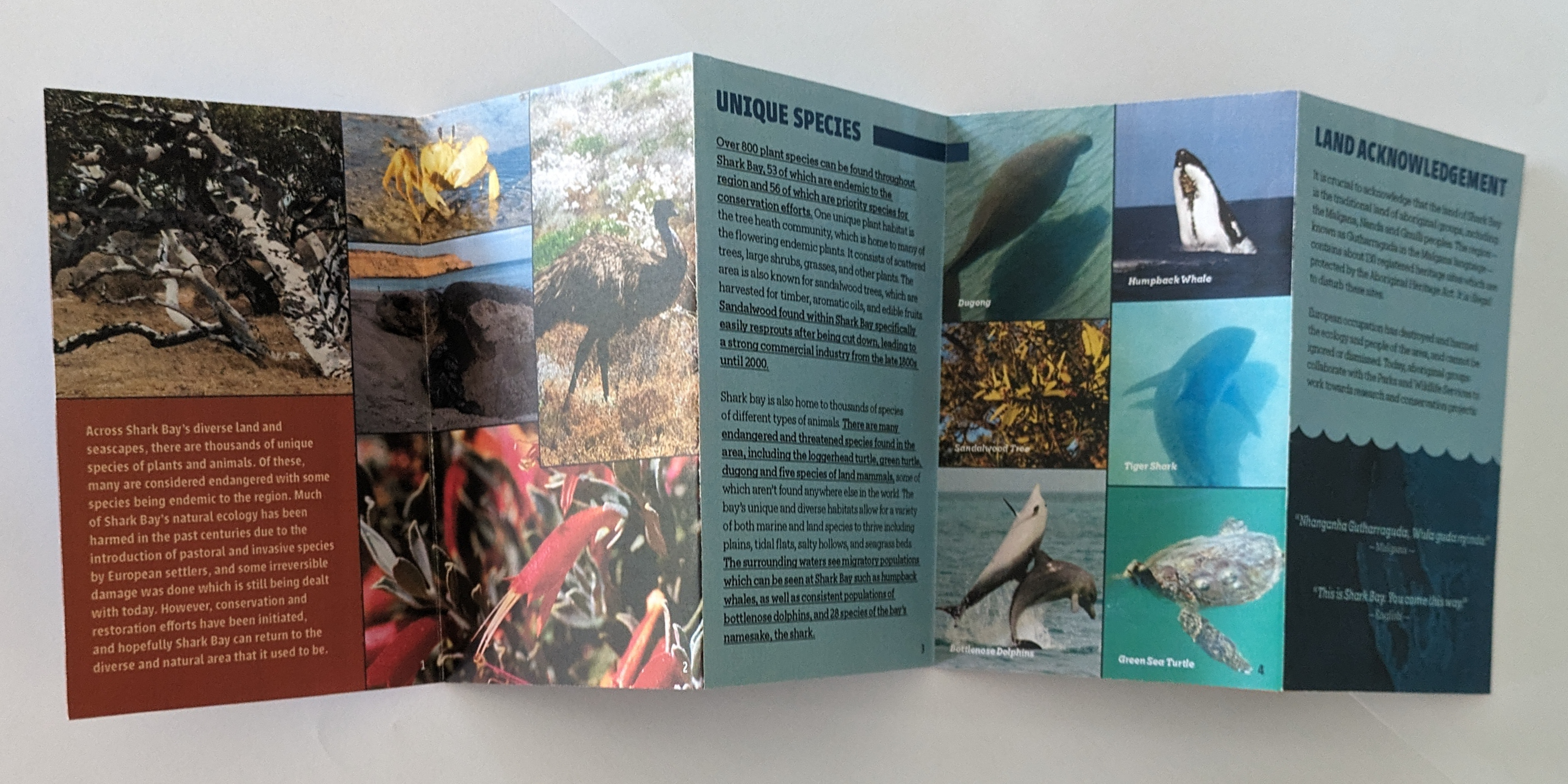 Biology zine front
